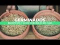 ¡Aprende a Crecer tus Germinados en Casa y Conoce sus Grandes Beneficios!