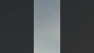 7 марта вечерний подъём голубей 🕊️ 🕊️ 🕊️ 🕊️ 🕊️ 🕊️ 🕊️