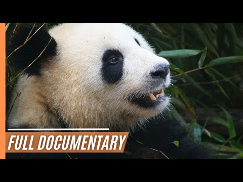 Southern China - From Macao to Sichuan | Full Documentary