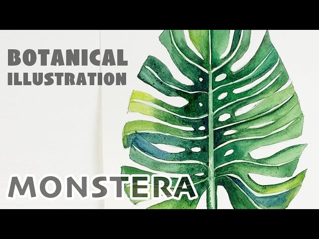 Botanical illustration.  Lesson 2.  Monstera leaf