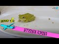 טיול לחמישה הנסיכה והצפרדע מתוך פרק 1 ערוץ הטיולים טיול לחמישה הנסיכה והצפרדע מתוך פרק 1 ערוץ הטיולים