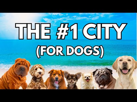 Vídeo: 5 cidades mais amigáveis para cães na América