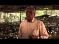 Industria Avícola,  Nicaragua