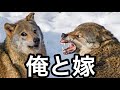 【衝撃】殿堂入りボケてがどころツッコミどころ満載だったwww【ボケて】【ドラえもん】【吉田沙保里】【ぼけて】【ツッコミ】