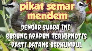 pikat kutilang ribut vs pikat trucukan ribut