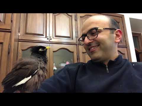 Myna bird speaks persian and beatboxes