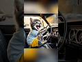 Going Out in My Parents’ Car🚗³₃ #cat #cartoon #cutecat #kitten #funny #fastfurious