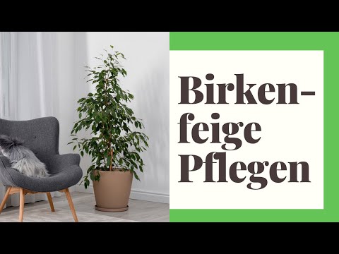 Video: Wie Pflegt Man Benjamins Ficus