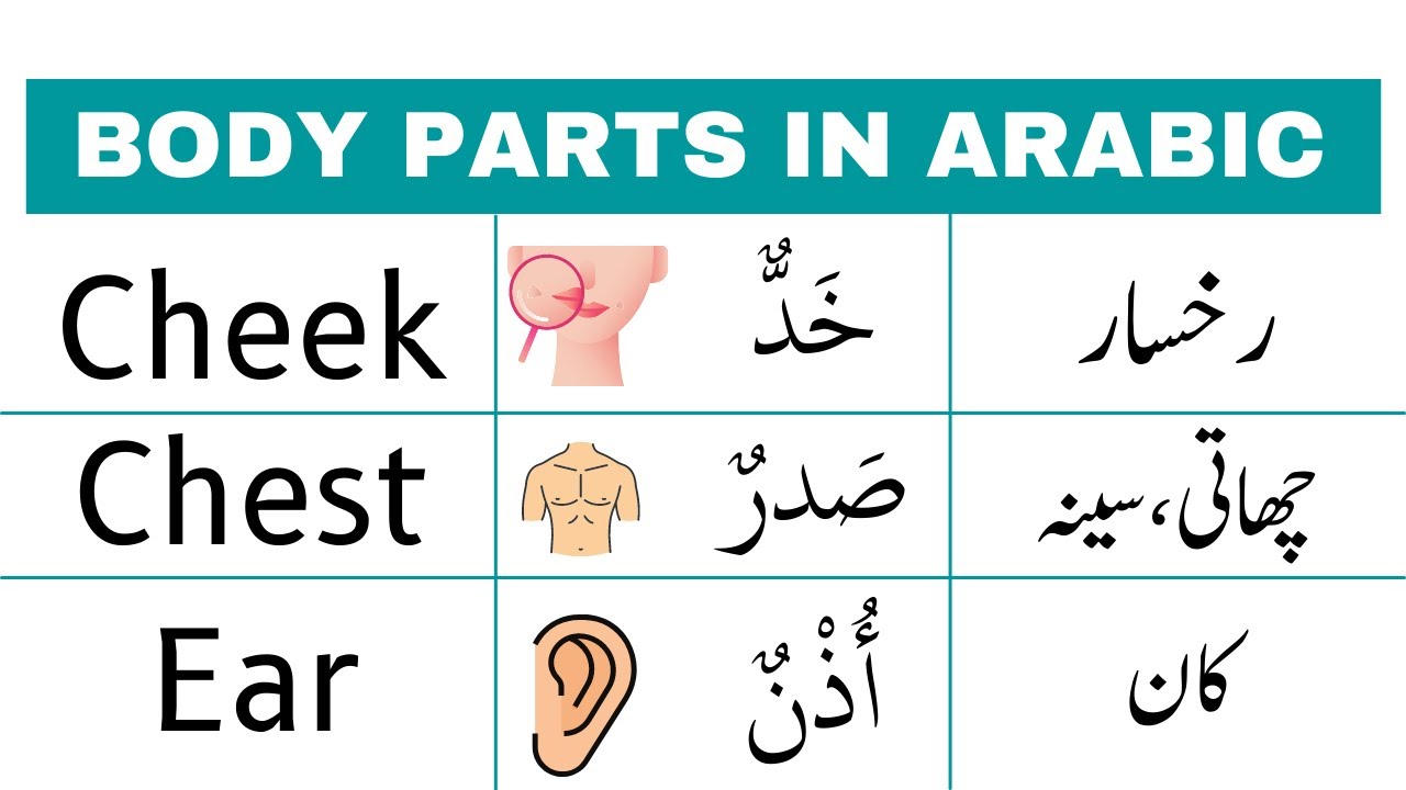 Parts of Body with Urdu meanings, Body Parts Vocabulary in Urdu  English  vocabulary words learning, English phrases sentences, English vocabulary  words