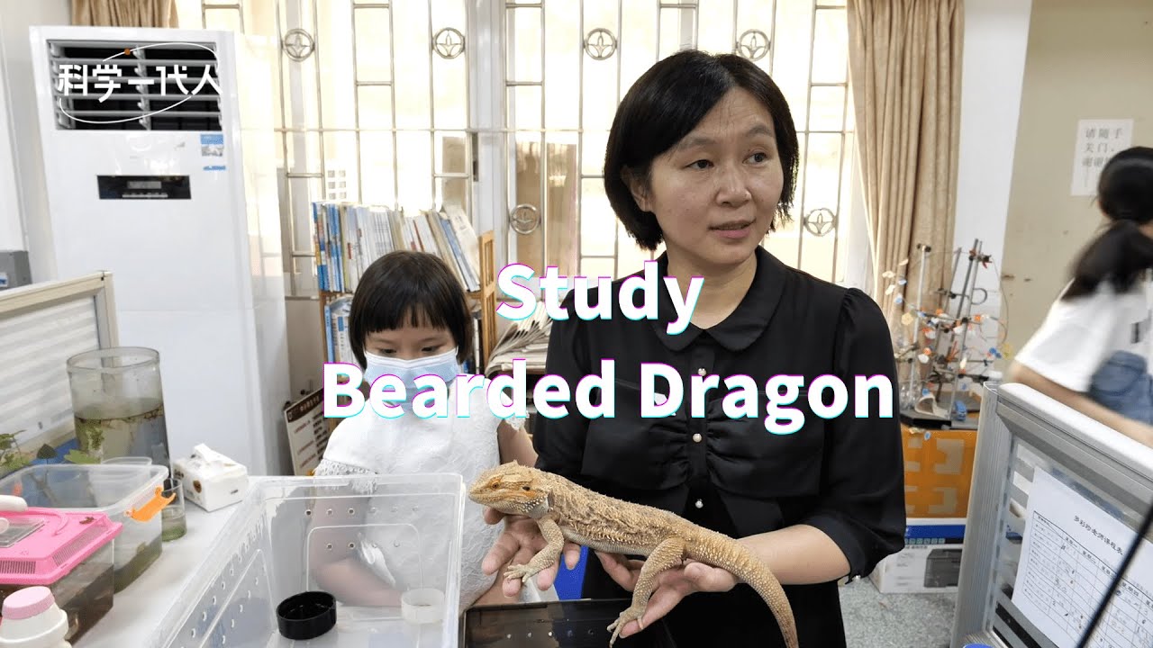 Lizard Experiment Bearded dragon lizard | biology #experiment #chinese - YouTube