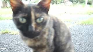 Tortoiseshell. Japan stray cat close-up photography challenging.