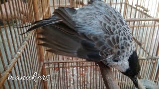 Burung kutilang jawa gacor teler full isian