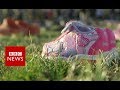New video by BBC News on YouTube