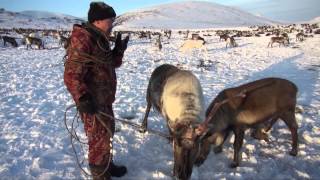Обучение ездовых оленей на Чукотке