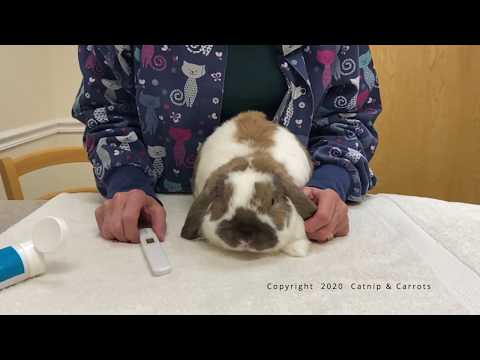 Video: How To Measure Temperature In Rabbits