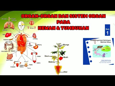 Organ-Organ dan Sistem Organ pada Hewan dan Tumbuhan | Sistem Organisasi Kehidupan - IPA Kelas 7