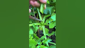 Pruning process of white radish leaves