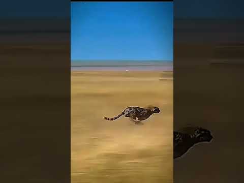 سباق قوي جدا بين الفهد وغزال رشيق فهد  غزال اكسبلور لايك