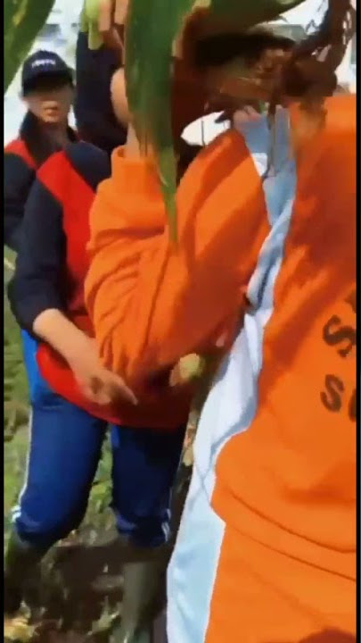 gadis gadis cantik panen jagung