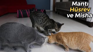 Mantı'nın Diğer Kedilerle Arası Nasıl? (MANTI, HÜSREV VE MİSHA)