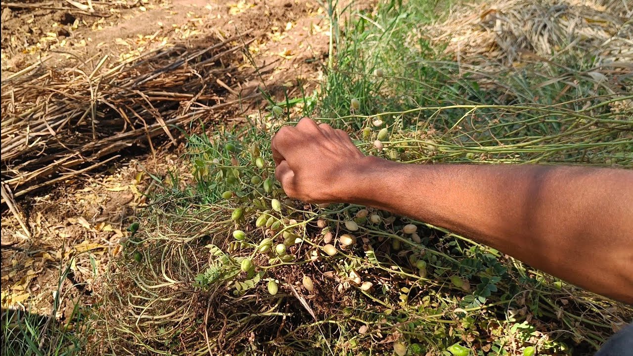 એક સાથે બે વાડીમાં પાણી વાળીયુ અને ચણા શેક્યા