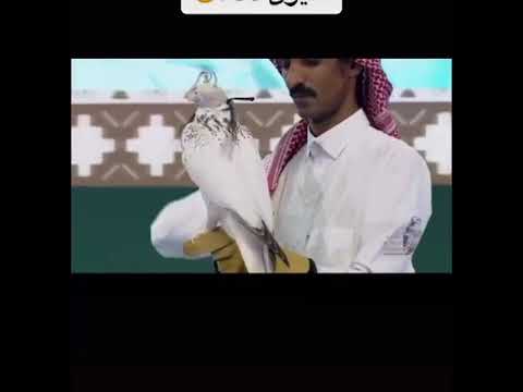 مزاد الصقور صقر وصل إلى مليون وسبع مايه وخمسون تابع هذا المقطع