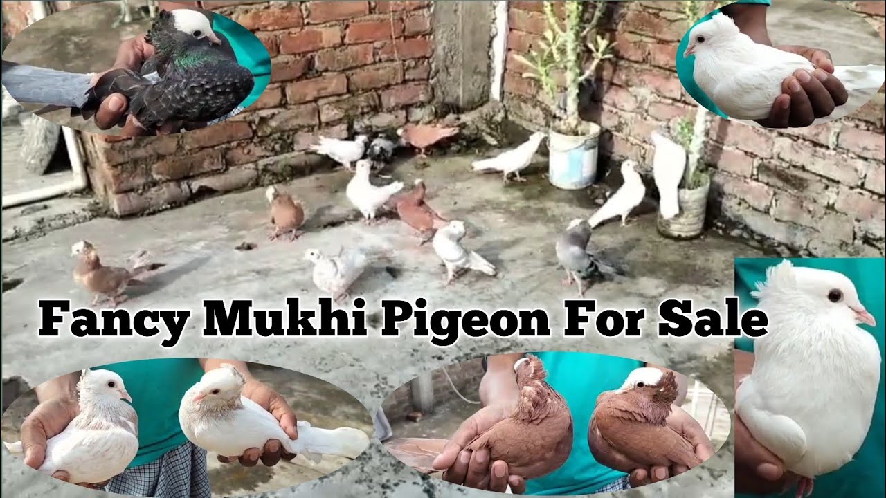 Fancy Mukhi Pigeon For Sale 9515474497 mukhi kabootar YouTube