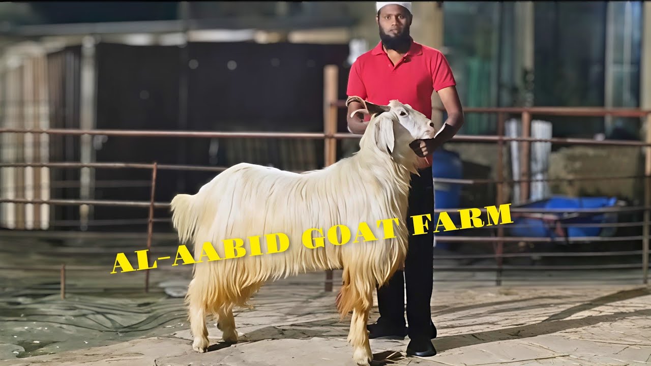 𝐊𝐀𝐒𝐇𝐌𝐈𝐑𝐈 𝐆𝐎𝐀𝐓 𝐅𝐔𝐋𝐋 𝐌𝐔𝐌𝐁𝐀𝐈 𝐂𝐋𝐈𝐌𝐀𝐓𝐄 𝐒𝐄𝐓 𝐌𝐀𝐒𝐇𝐀 𝐀𝐋𝐋𝐀𝐇 𝐅𝐎𝐑 𝐒𝐀𝐋𝐄 (𝐀𝐋 𝐀𝐀𝐁𝐈𝐃 𝐆𝐎𝐀𝐓 𝐅𝐀𝐑𝐌)𝐃𝐎 𝐂𝐎𝐍𝐓𝐀𝐂𝐓 𝐀𝐀𝐁𝐈𝐃 𝐁𝐇𝐀𝐈