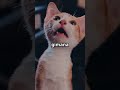 Anjing &amp; Kucing Tukar Nasib, Rumah Jadi Aneh