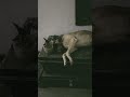 #dogfunnyvideos #viralreels