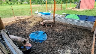 Pigs Outside For The First Time! Garden Tilling with Pigs // Whitt Acres