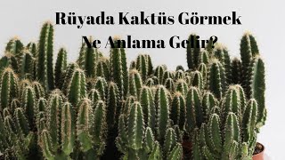 Rüyada Kaktüs Görmek Ne Anlamadır?, Rüyada Kaktüs Görme