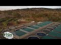 Fish Hatchery Business from Management to Design - Kamuthanga Farm