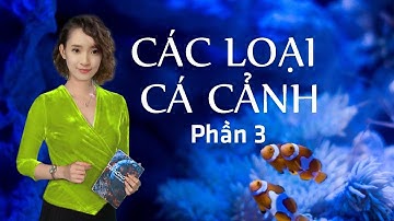 Các loại cá cảnh nước ngọt - Phần 3 - Freshwater Aquarium Handbook