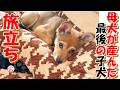 【保護犬 子犬】母犬が最後に産んだ子犬 旅立ちです