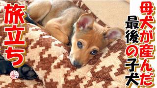 【保護犬  子犬】母犬が最後に産んだ子犬　旅立ちです
