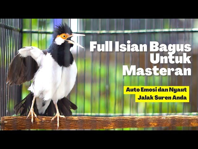 Masteran Jalak Suren Gacor Full Isian, Bisa Untuk Burung Gacoran dan Trotol Anda class=