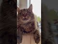 #плюша #милота