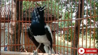 TERAPI KACER HABIS MABUNG LANGSUNG GACOR