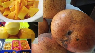 Details When is Mango Season in Kenya Apple Mango        Farming 2024 in kenya News
