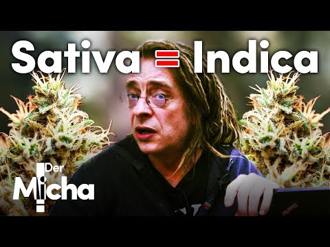 Video: Ist WiFi Indica oder Sativa?