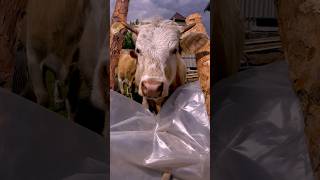 Заходи в телегу💋 NavoznayTelega #животные #zoolife #киппер #влог #овцы #стрижка #ферма