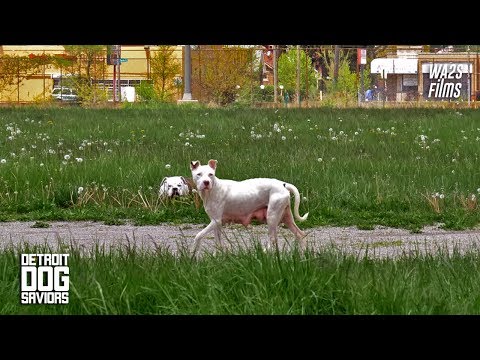 Hope For Paws As This Stray Dog Eating Dirty Diapers Now Rescued Ep #5 Detroit Dog Saviors feat DAWG - Hope For Paws As This Stray Dog Eating Dirty Diapers Now Rescued Ep #5 Detroit Dog Saviors feat DAWG