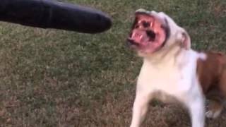 Dogs vs Leaf Blowers