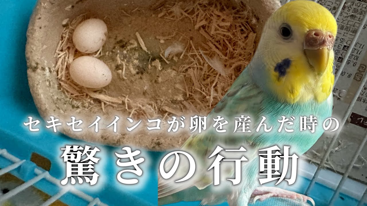セキセイインコが卵を産んだ時の驚きの行動とは・・・