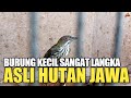 CUMA MAS ARIP ! YANG PUNYA BURUNG LANGKA ASLI DARI HUTAN JAWA BARAT PALING DI CARI KOLEKTOR !