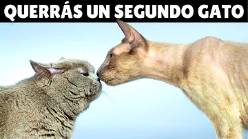 ¿Es mejor tener dos gatos?