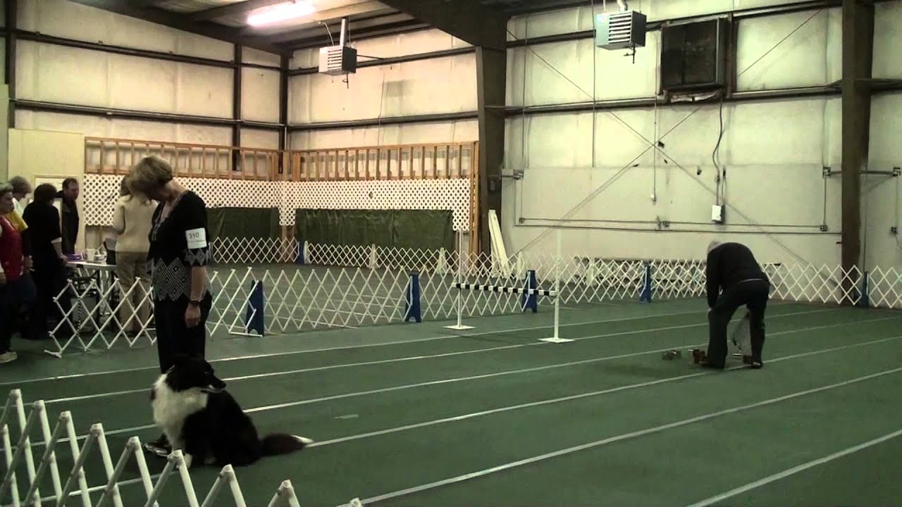 border-collie-utility-a-akc-obedience-youtube