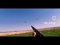 يعتبر طائر الطبن من الآفات الزراعية لكثرة اعداده صيد الطبن