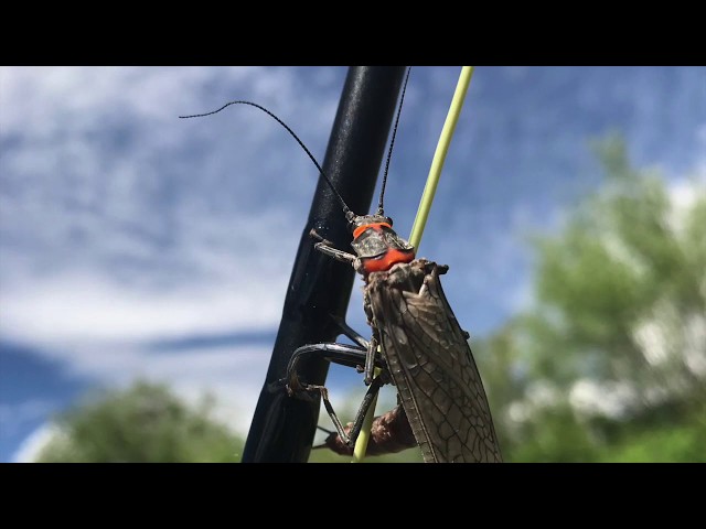 The Salmonfly in Montana: The Five Truths About the Hatch